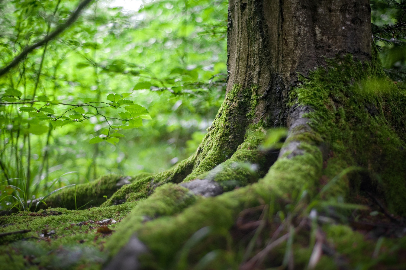 Forest Tree Root