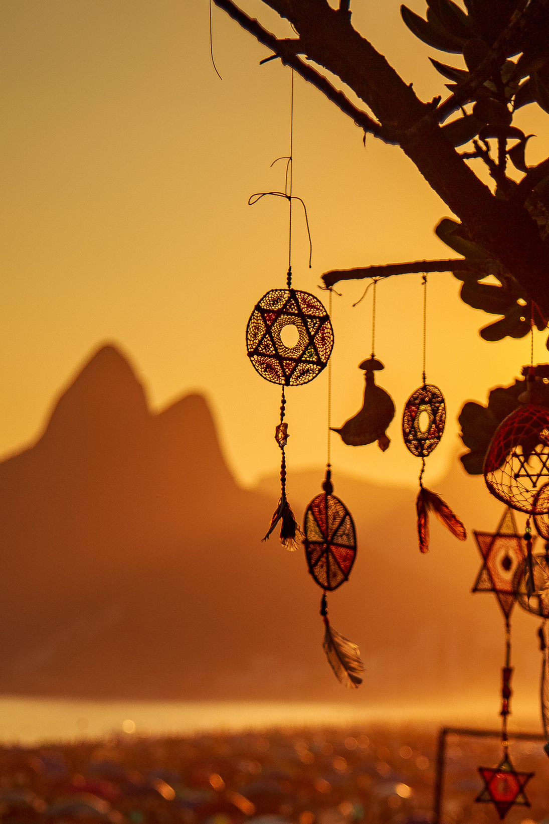 Dream Catchers Hanging on Tree Branch